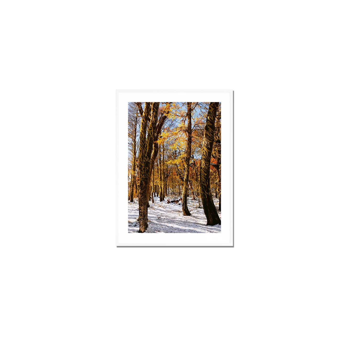 Bosque rojo y blanco