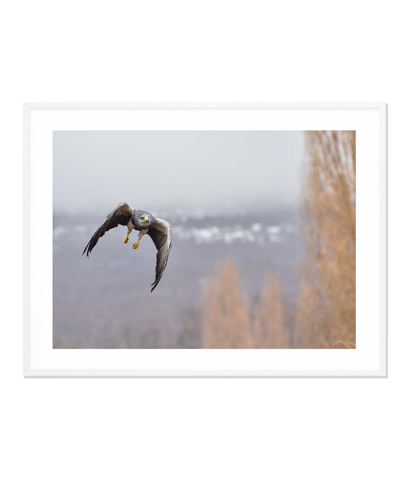 Aguila Mora en vuelo
