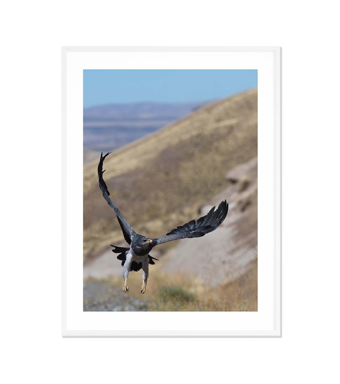 Aguila en vuelo