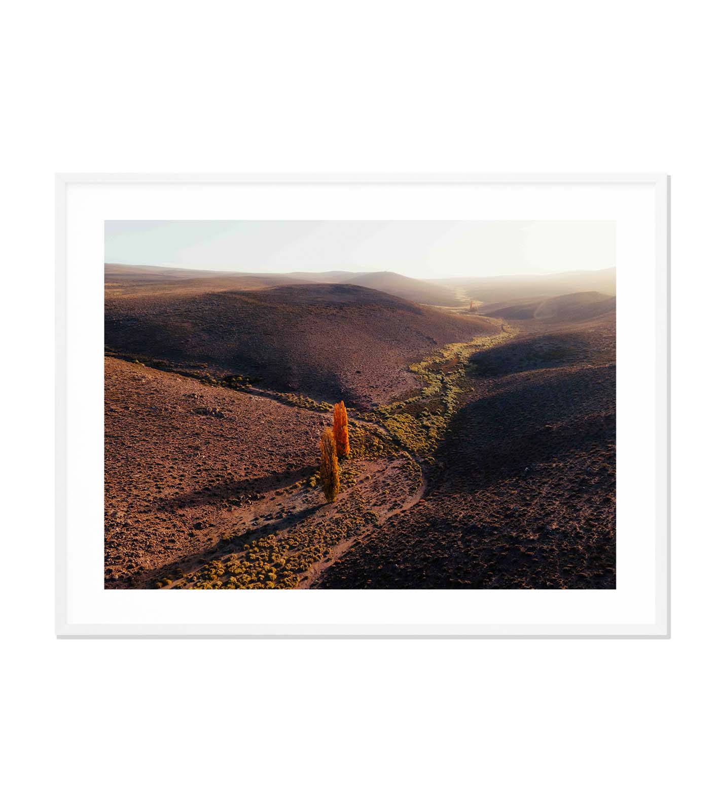 El camino de los álamos