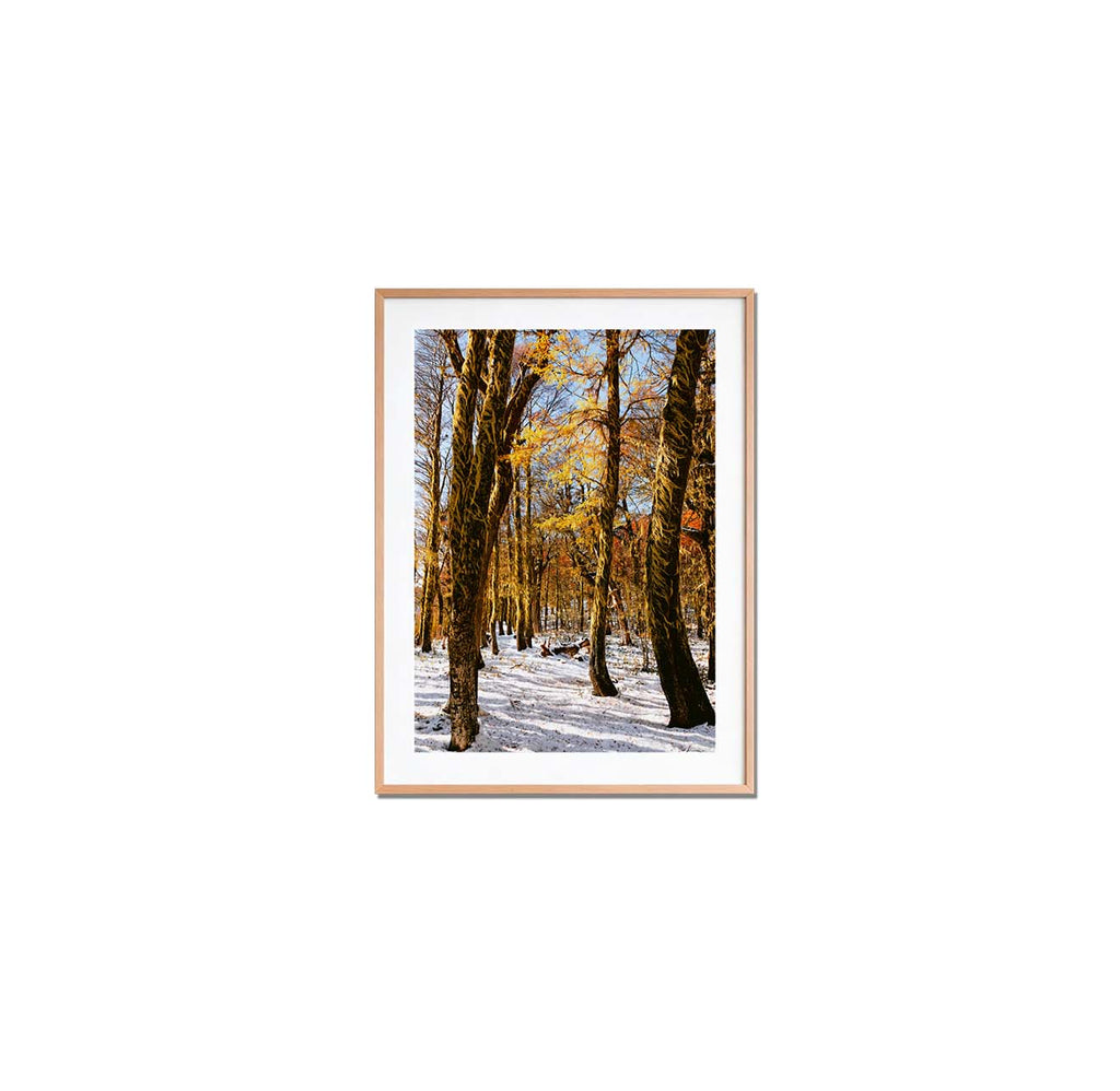 Bosque rojo y blanco