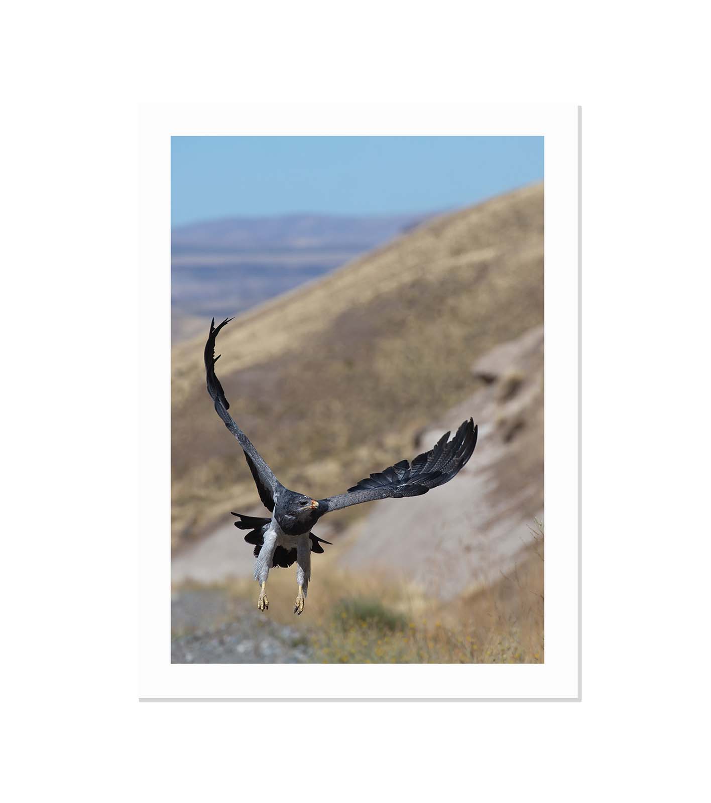 Aguila en vuelo