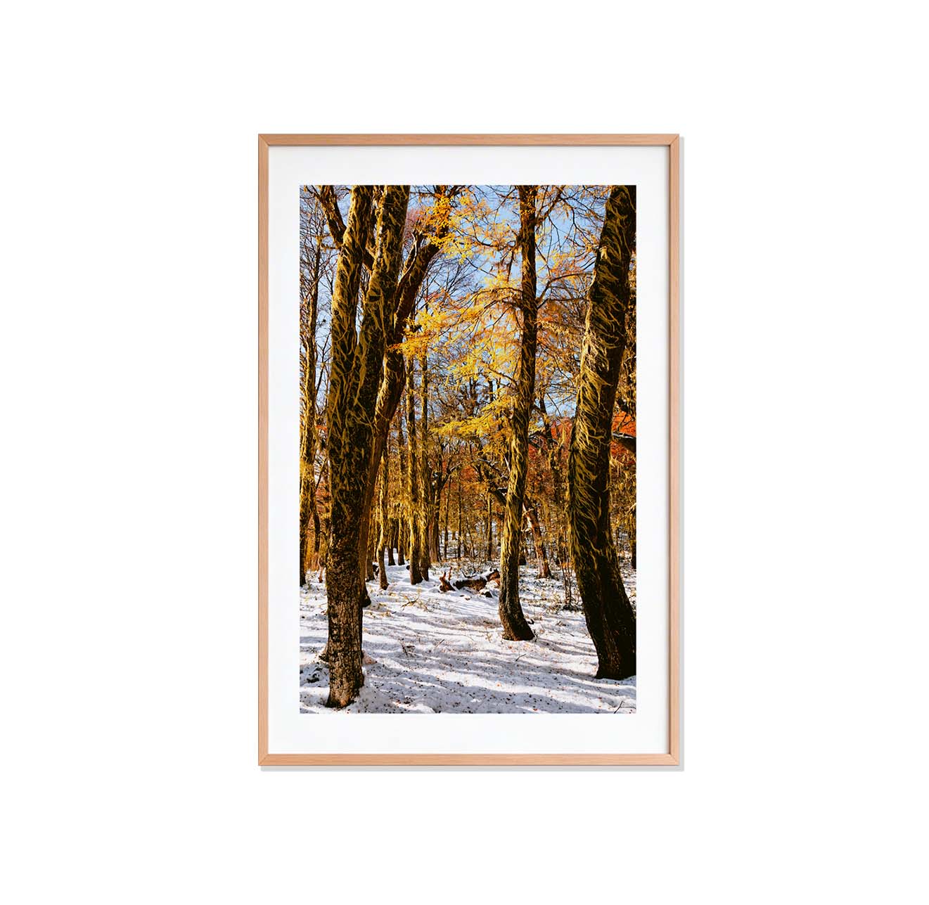 Bosque rojo y blanco