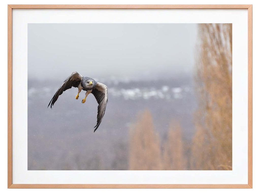 Aguila Mora en vuelo