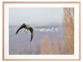 Aguila Mora en vuelo