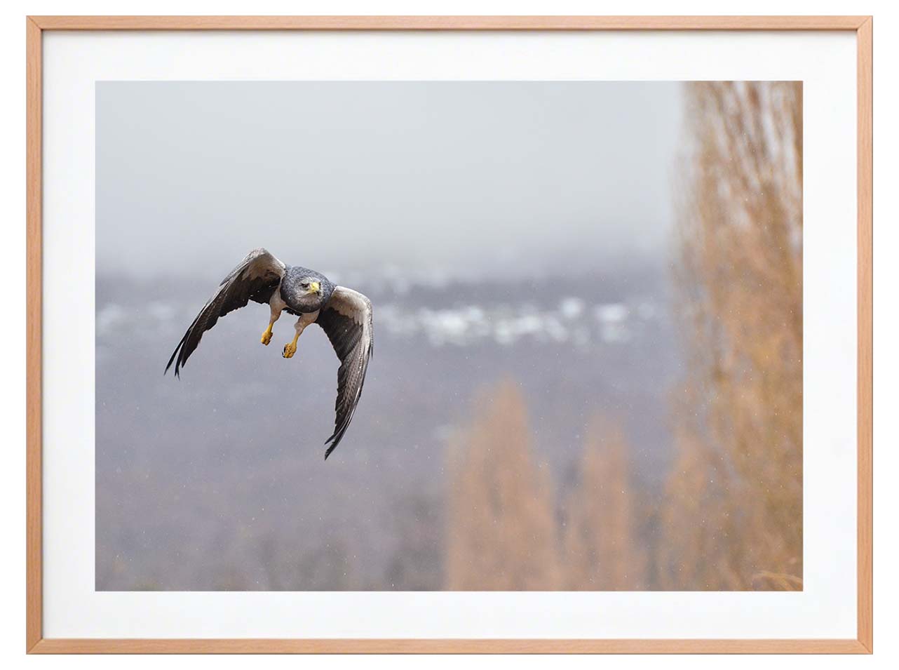 Aguila Mora en vuelo