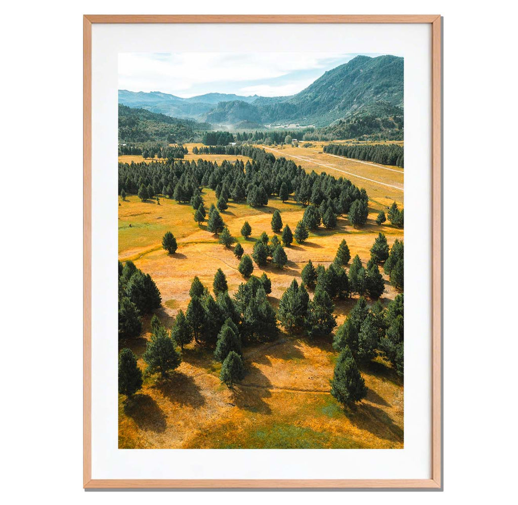 Bosque plano