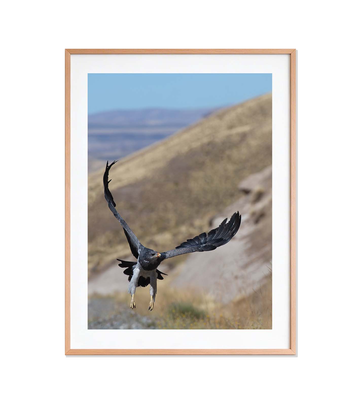 Aguila en vuelo
