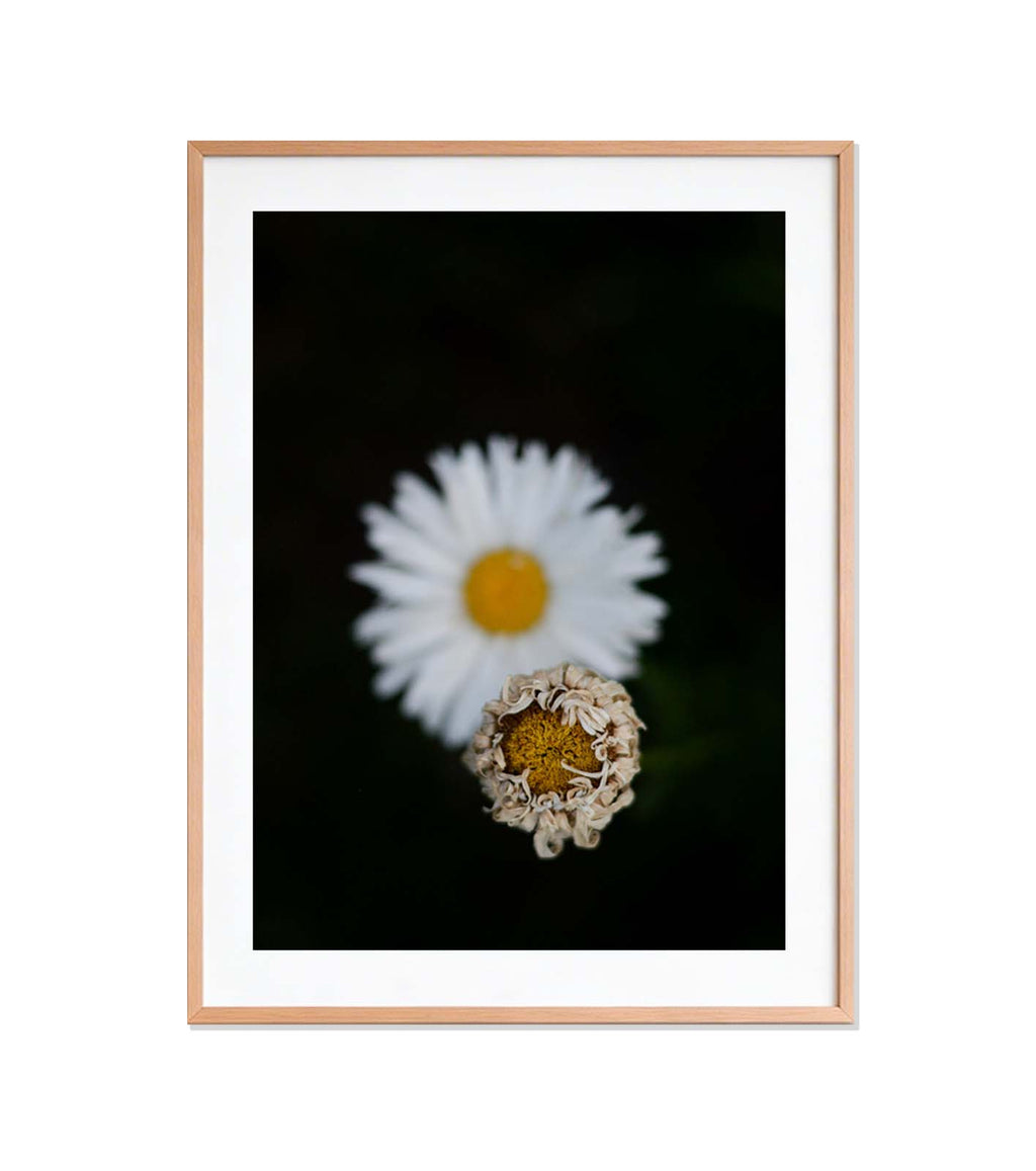 Senescencia