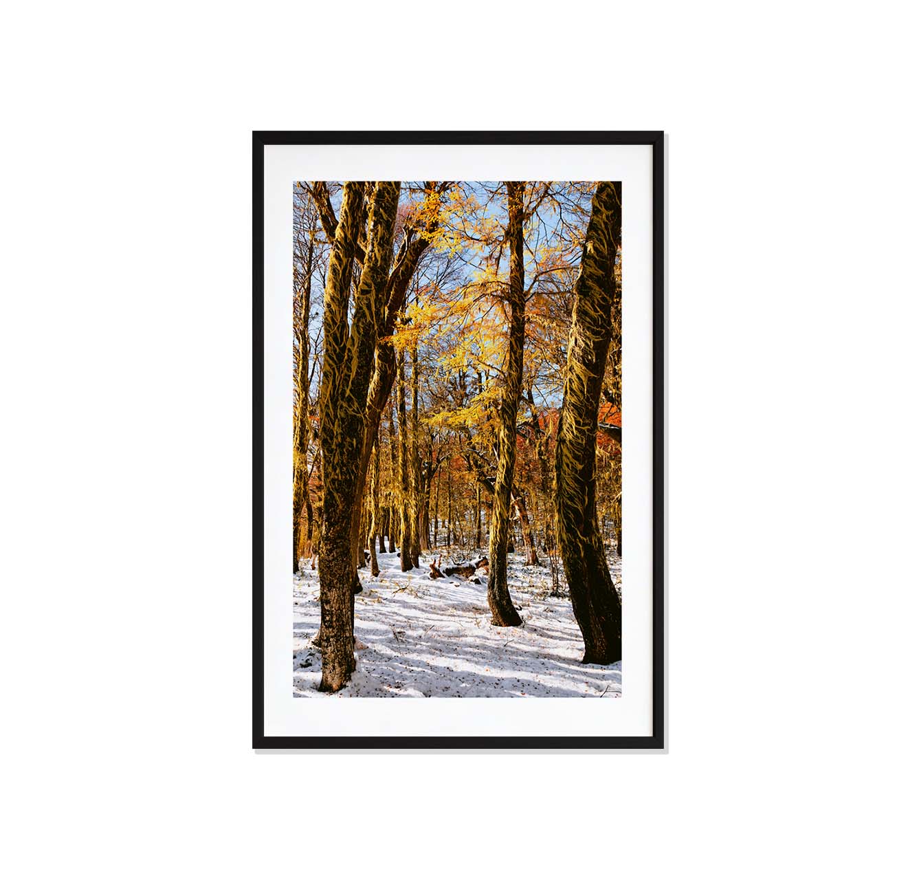 Bosque rojo y blanco