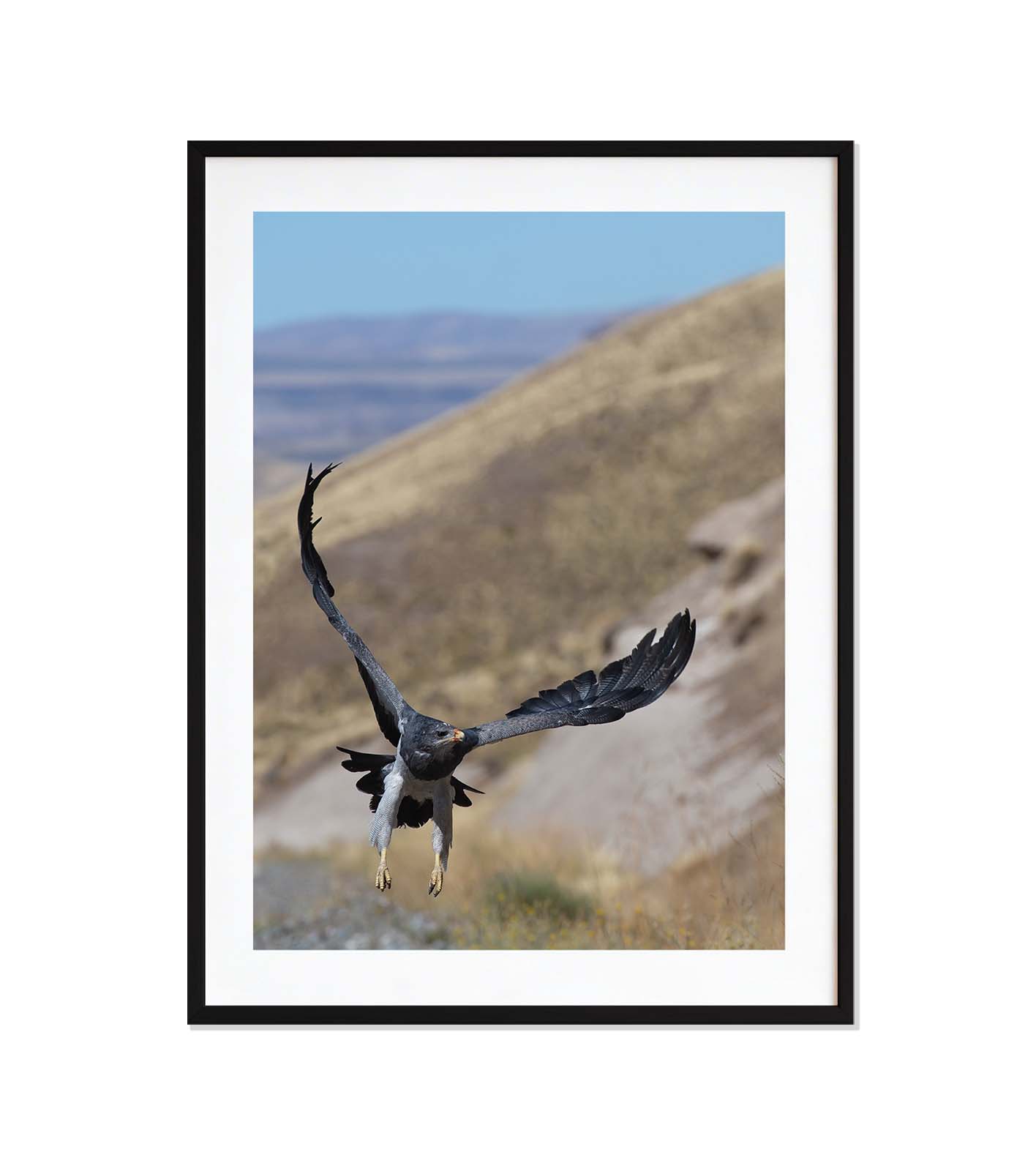 Aguila en vuelo