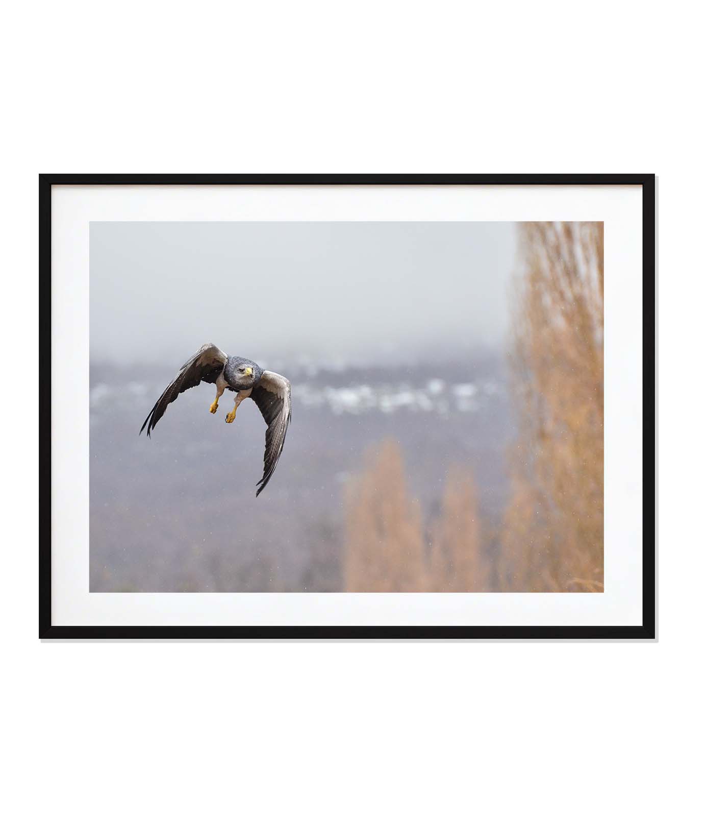 Aguila Mora en vuelo