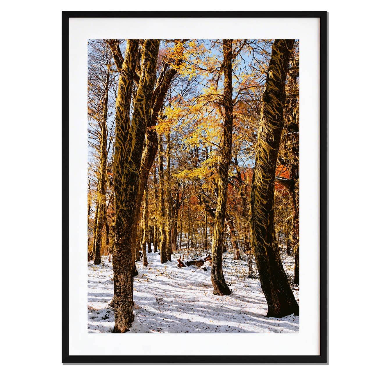 Bosque rojo y blanco