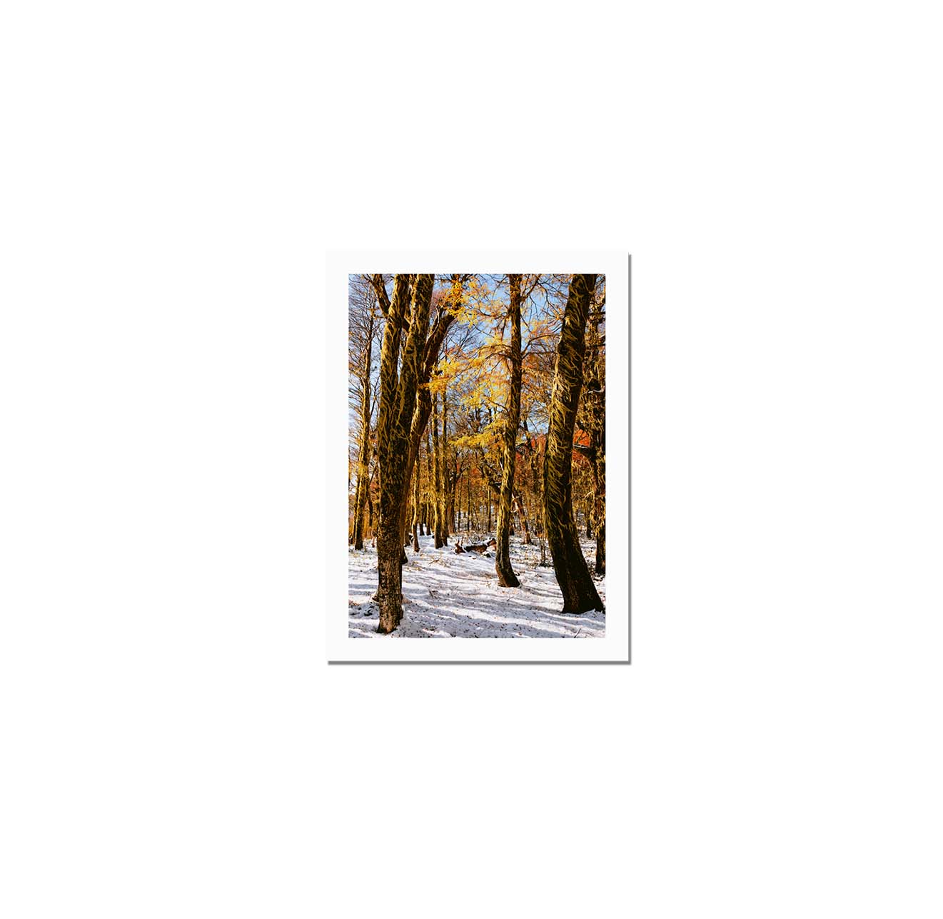 Bosque rojo y blanco