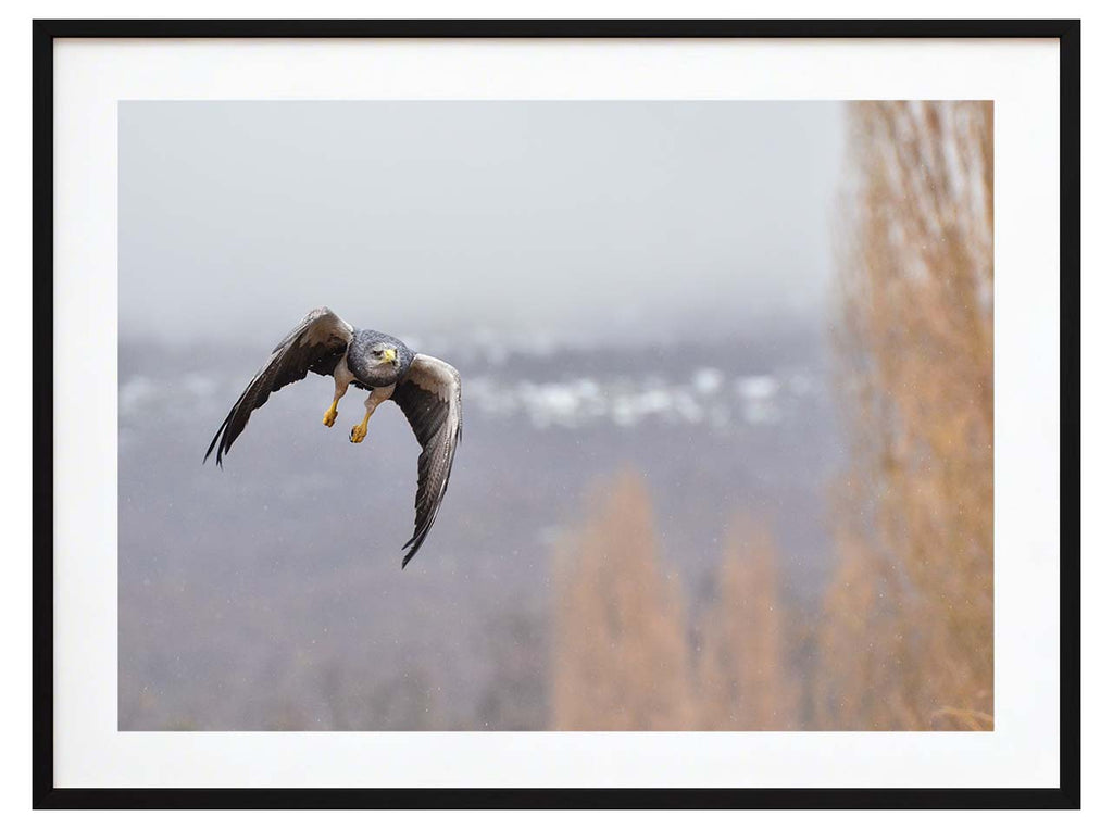 Aguila Mora en vuelo