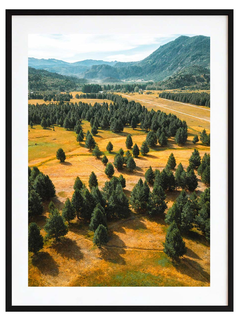 Bosque plano