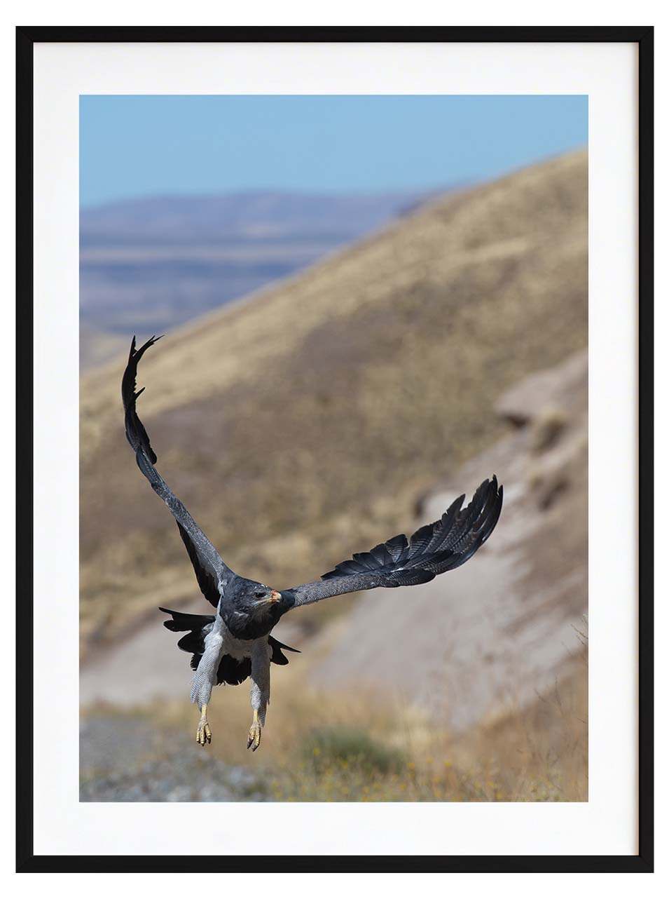 Aguila en vuelo