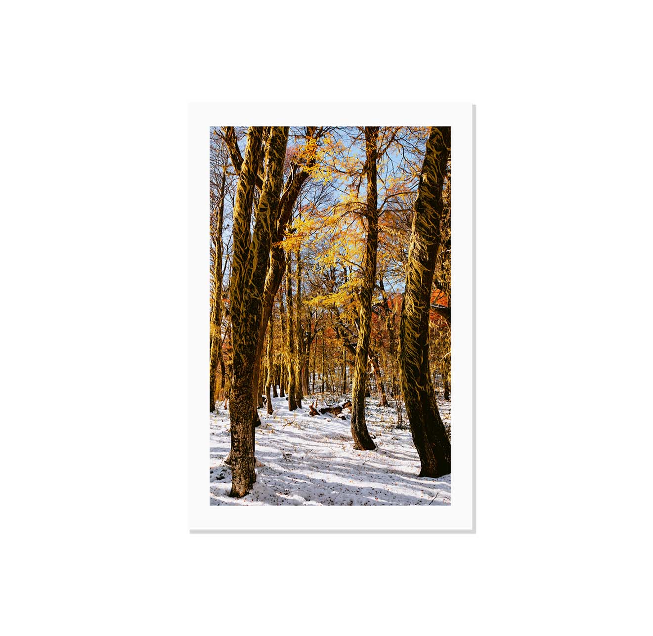 Bosque rojo y blanco