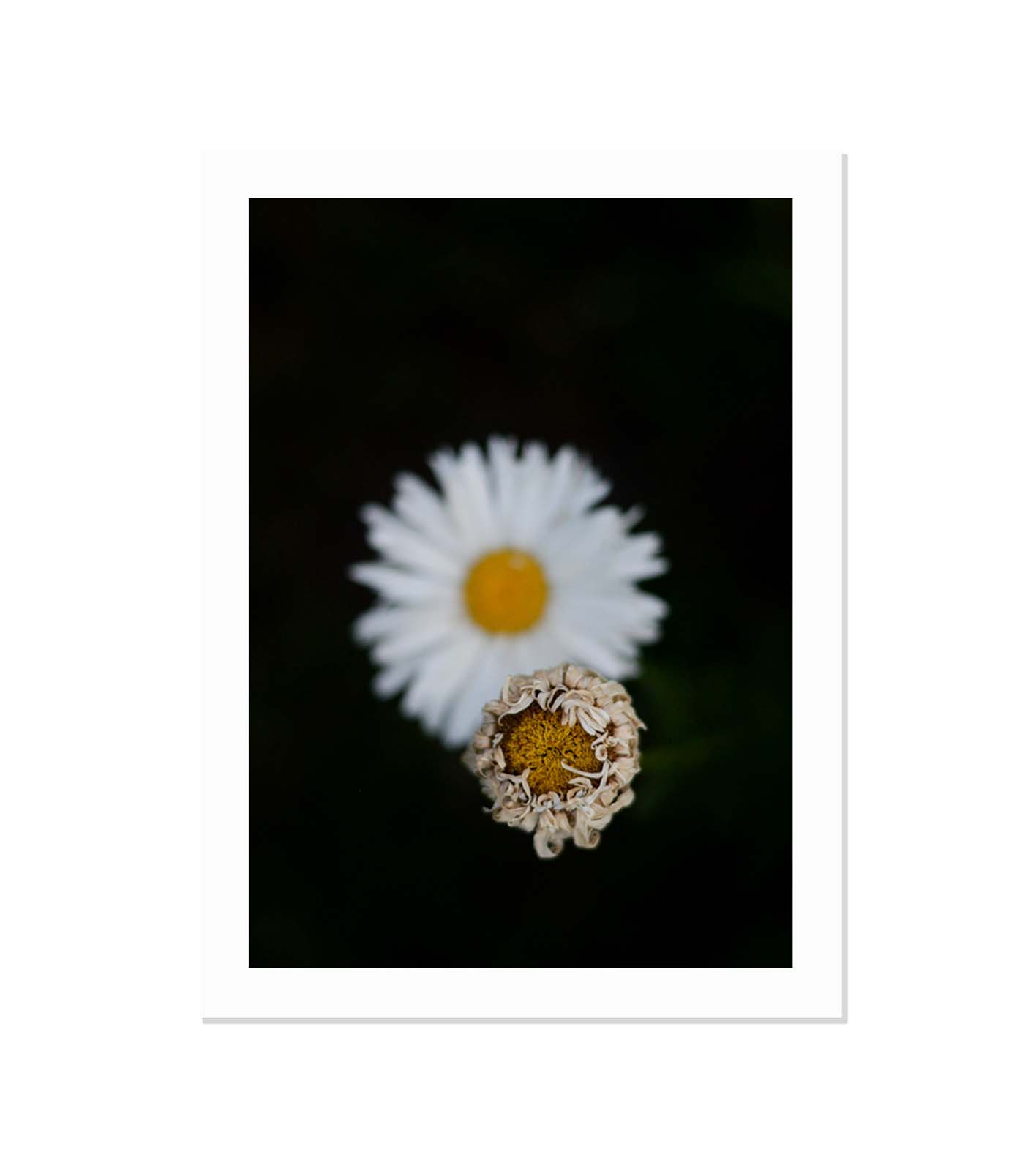 Senescencia