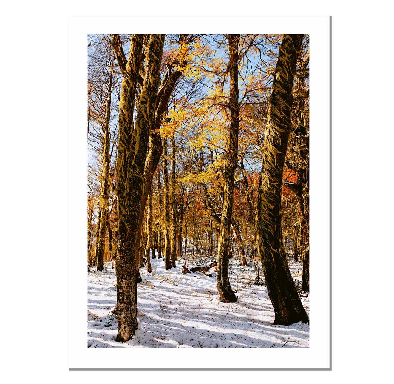 Bosque rojo y blanco