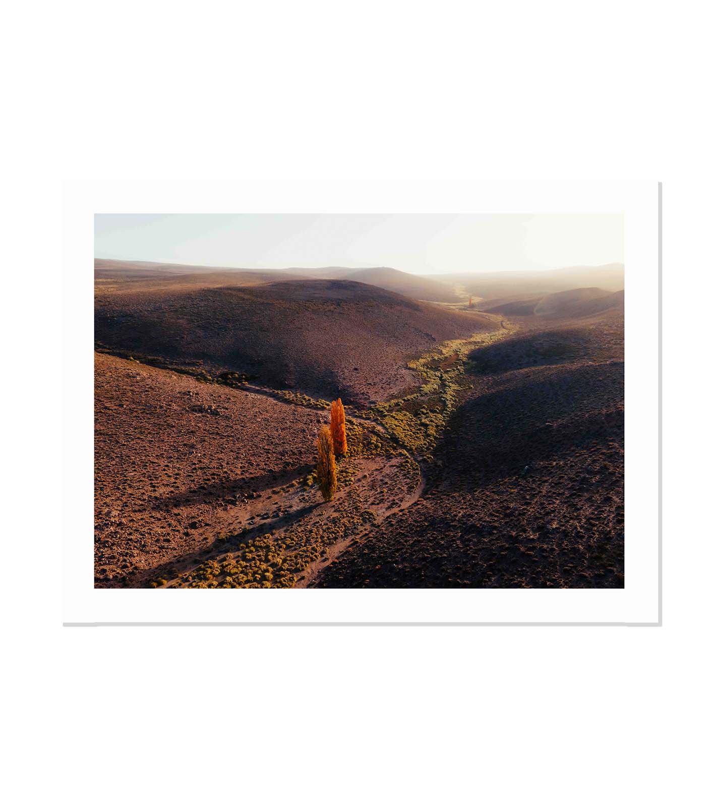 El camino de los álamos