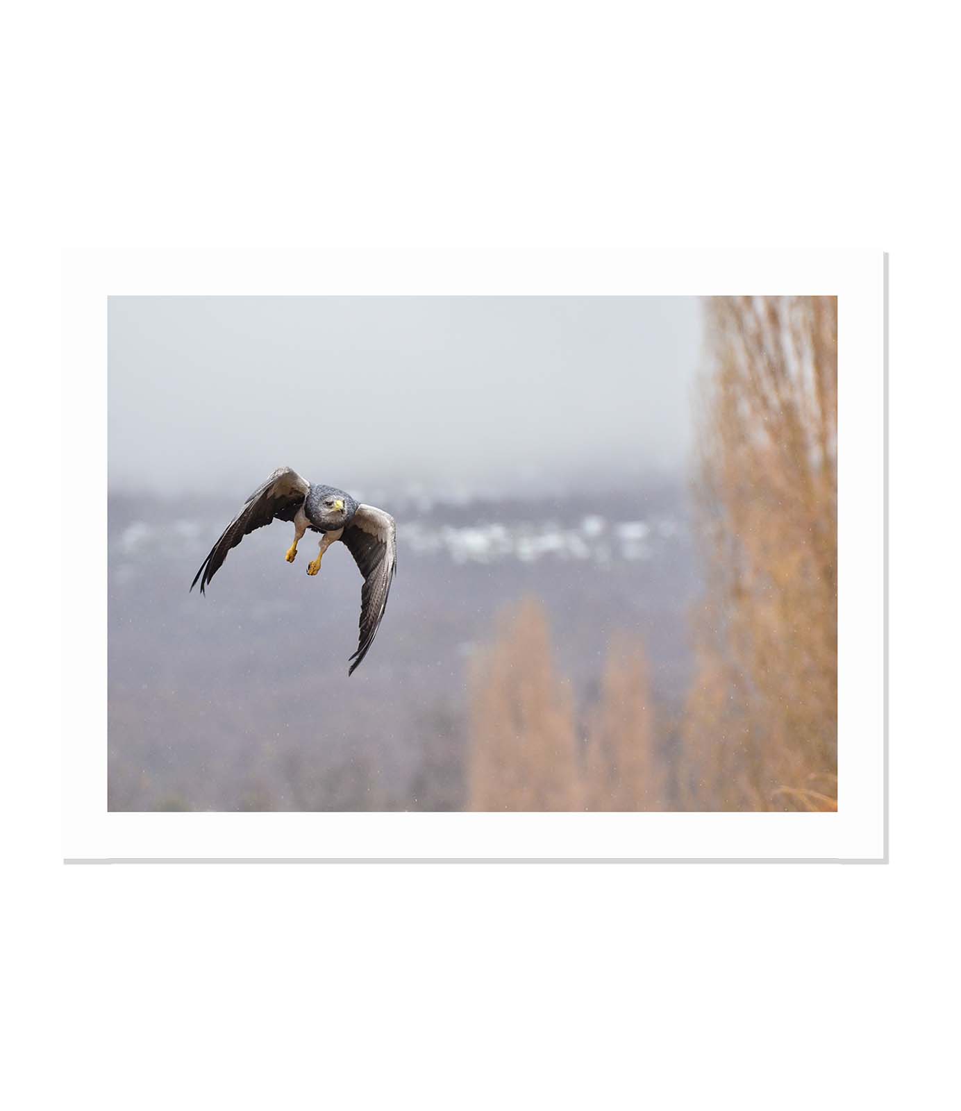 Aguila Mora en vuelo