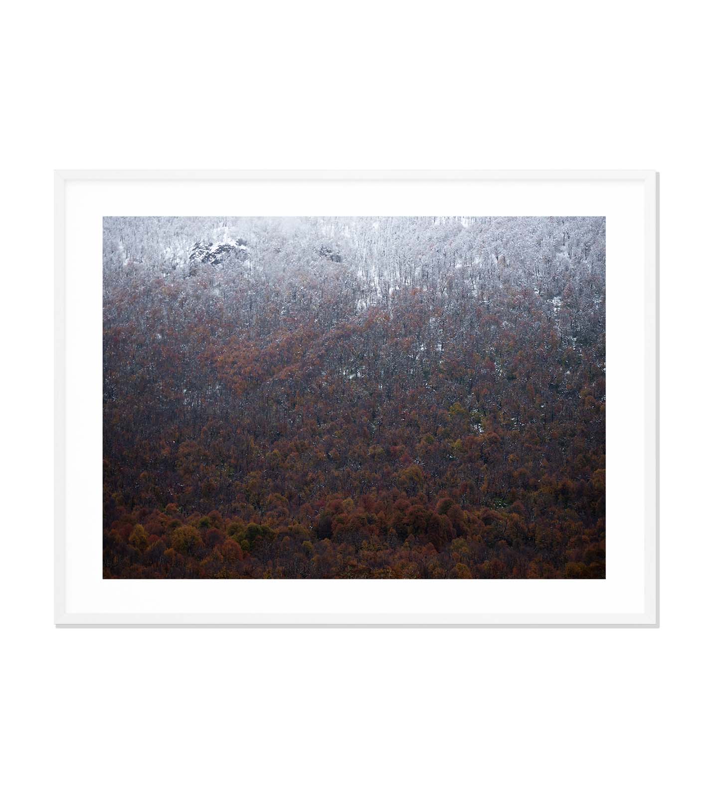 Otoño casi blanco