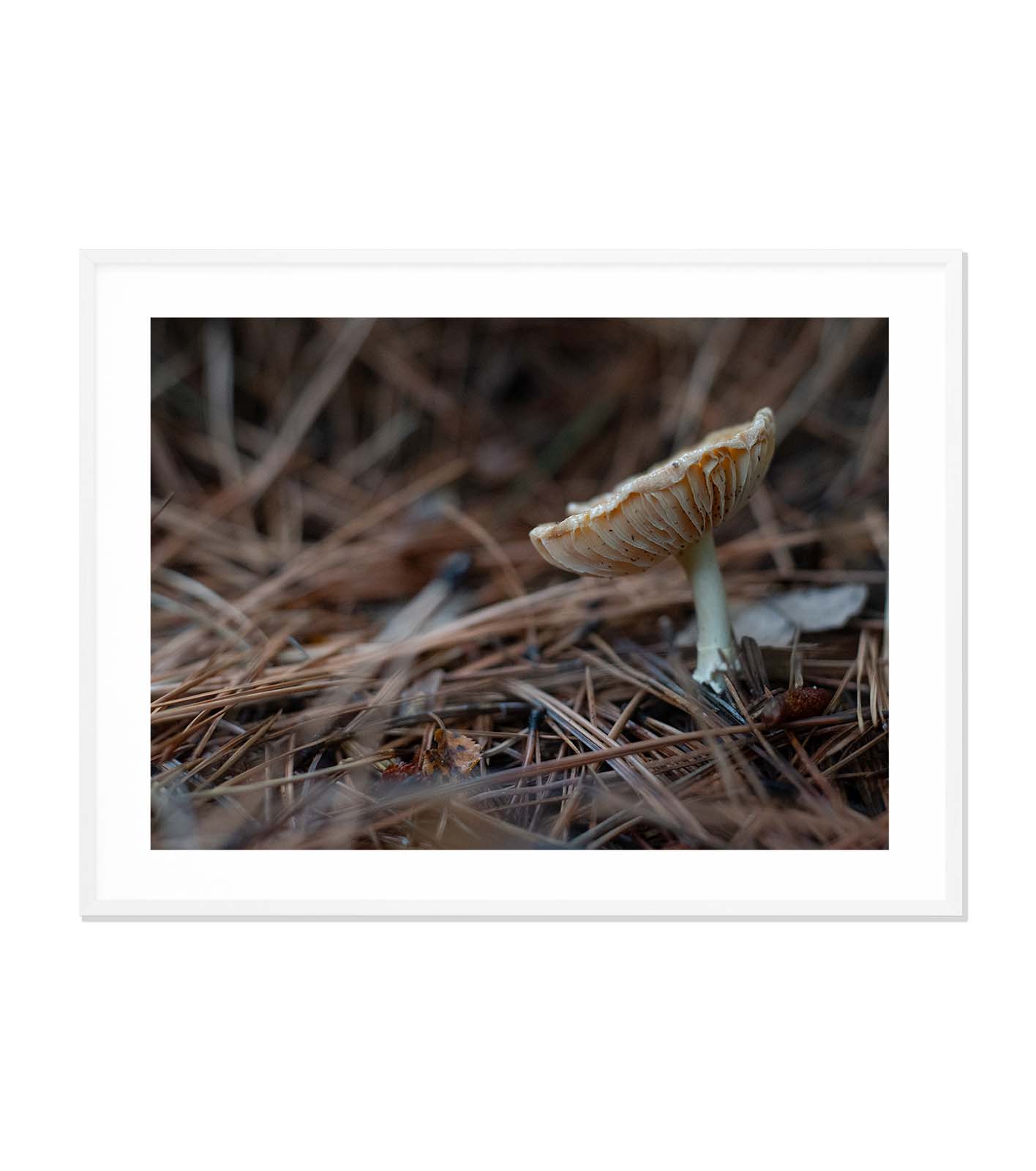 Macro mundo