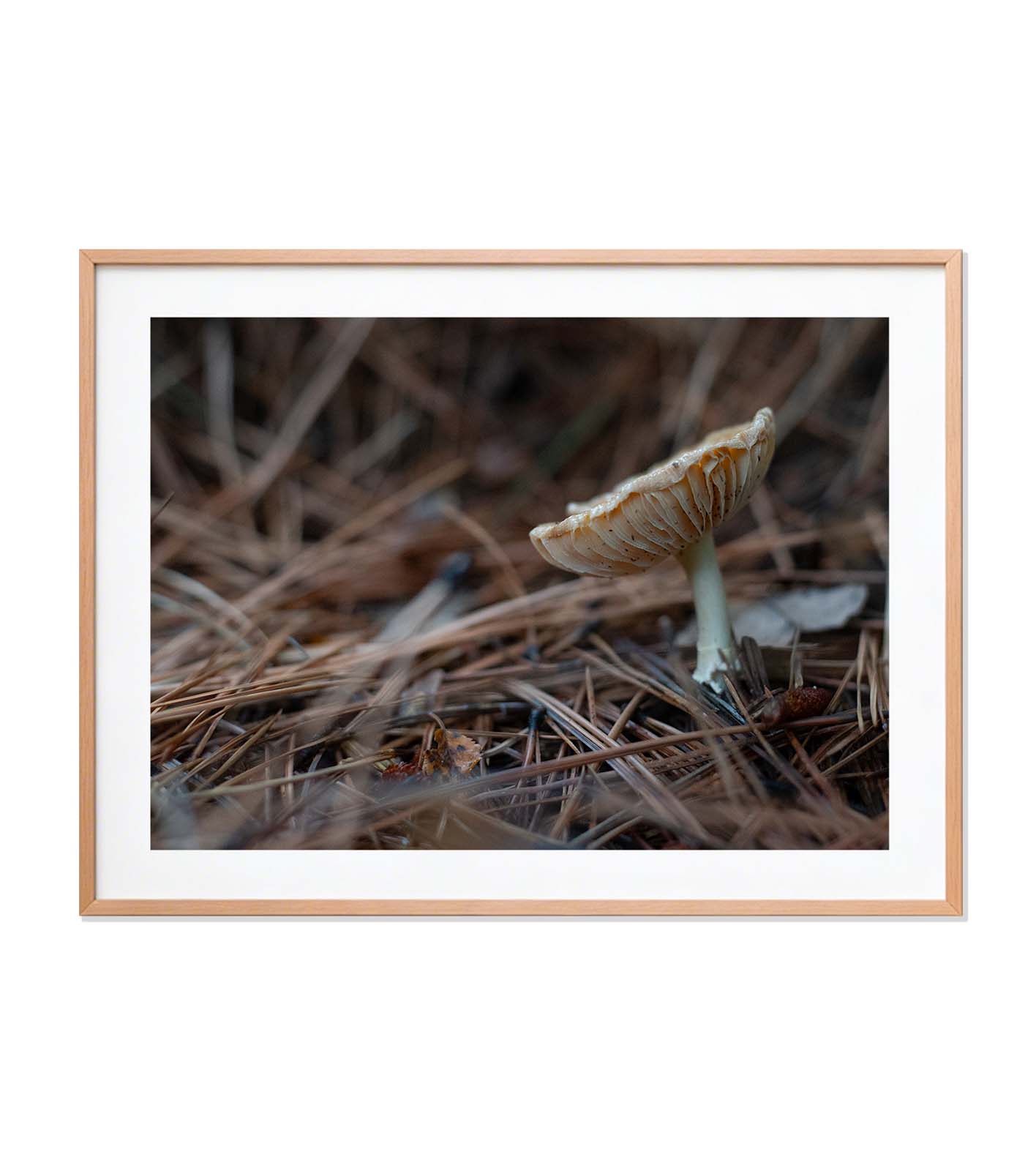 Macro mundo