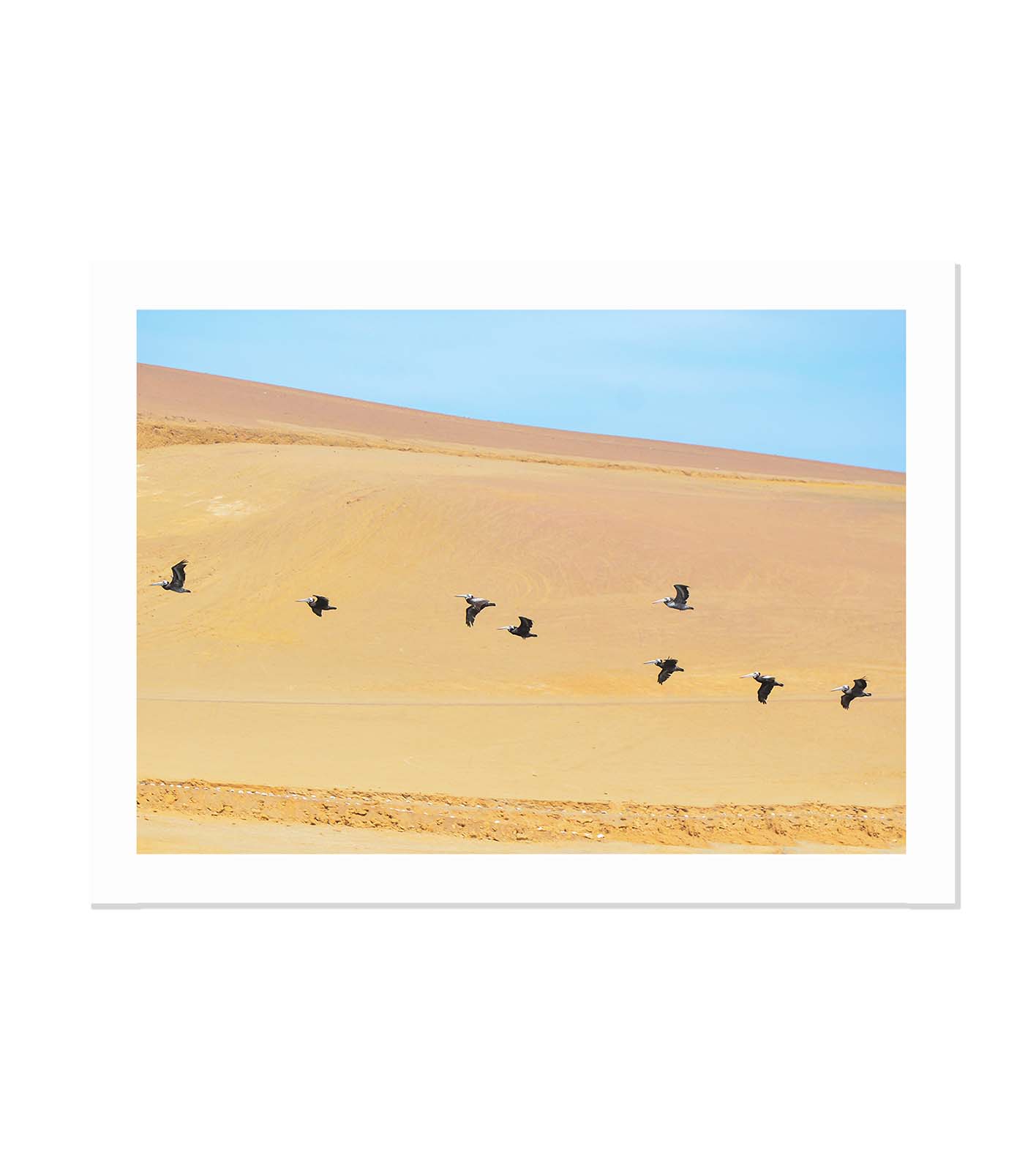 Pelicanos en fuga