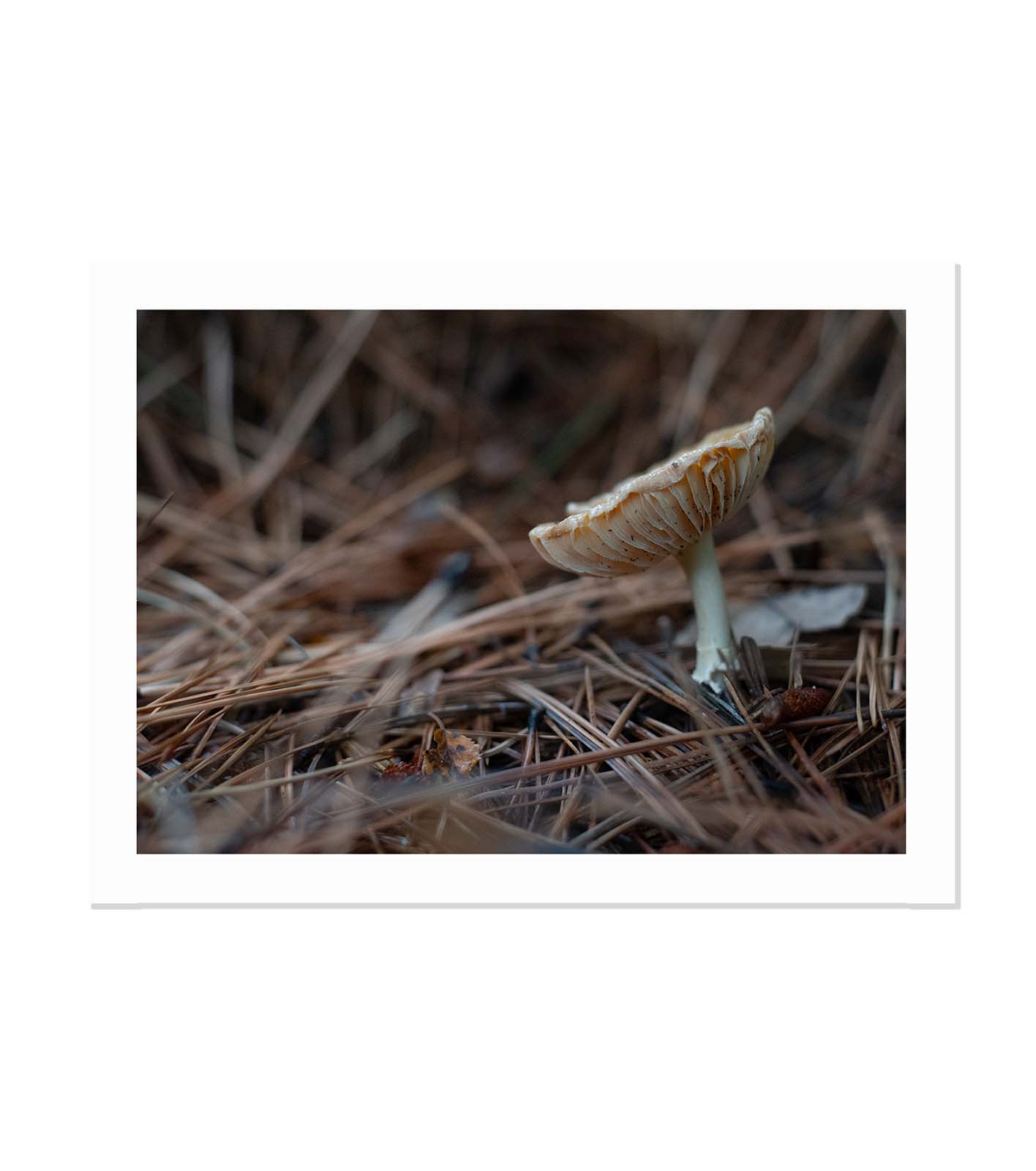 Macro mundo