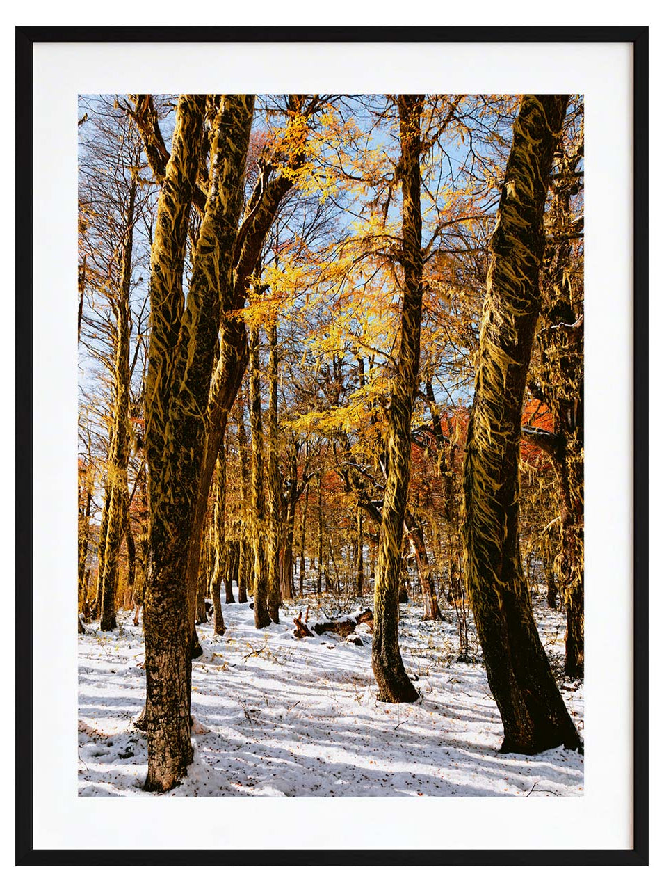 Bosque rojo y blanco